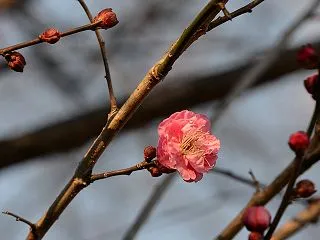 神無月 10月24日の誕生日の花と花言葉