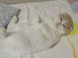 お布団の季節