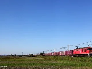 赤のゴトーさん