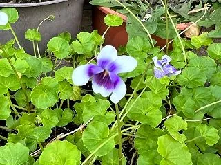 参観にて、、、貧血