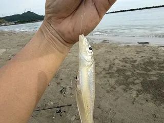 【2026年8月】若狭の内海～浜にてキス…
