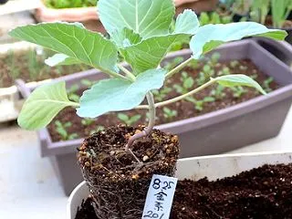 「金系201」キャベツの3回目の定植！「…