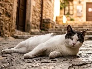 階段道とレストランの猫たちの日常