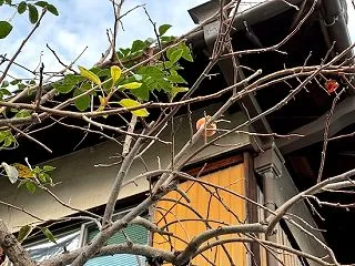 今年の柿は不作でした
