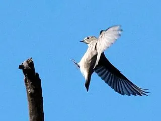 意外な場所で＊エゾビタキ（その３）
