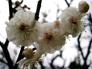 今日という日は！10月24日！誕生花と花…