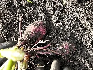 サツマイモ堀り