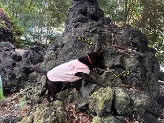 明日は甲斐犬展覧会です