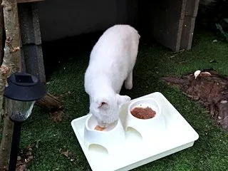 シロにゃん、８日ぶりに食べに来ました。