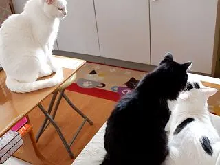 妙な体勢