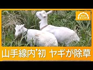 海外「東京で始まった斬新な除草作業が面白…