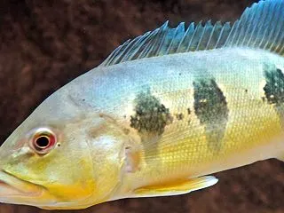 アマゾン川でピーコックバス釣り⁉︎ 海外…