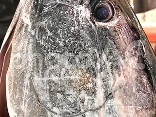 マグロの解体ショー！