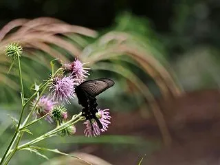 秋のチョウ３種
