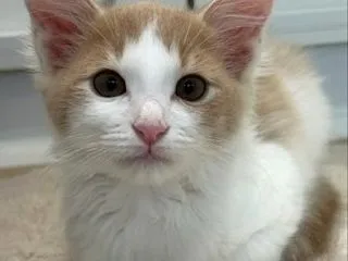 猫関係を変えてくれたメルシーの家族記念日