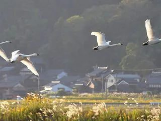 白鳥43