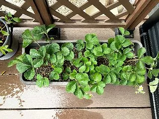 いちご、花は咲けども実は採れぬ