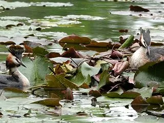 カンムリカイツブリ・・・