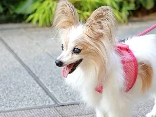 日産スタジアム付近をウロウロ (#^.^…