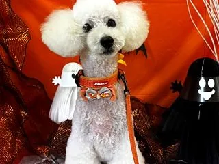ハロウィンでした。