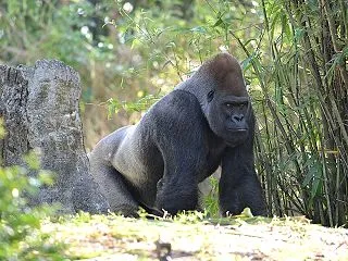 【親心】東山動植物園で「子のキヨマサの別…