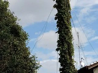 緑化の電柱