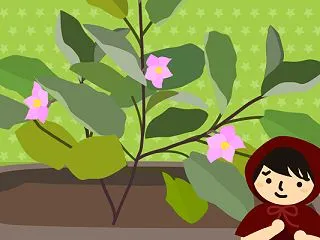 2026年の夏の野菜たちのそ...