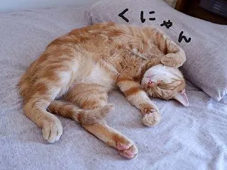 枕と、くるみ。