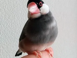 文鳥の日 2026