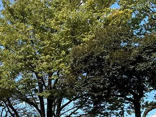 ★お天気だと気分も晴れますね