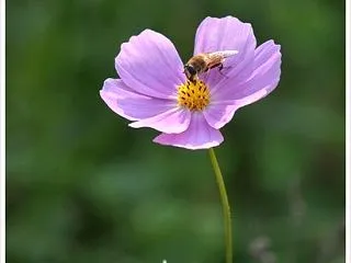 コスモスと虫たち