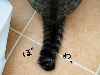 ころがってる。