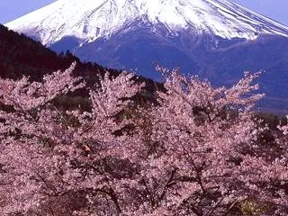 里守桜