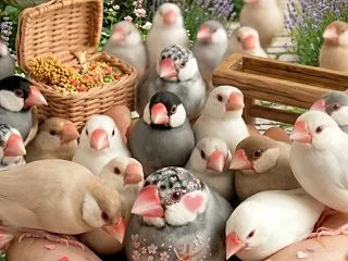 10月24日は文鳥の日♪