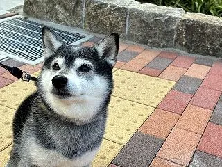 秋麗のハヤシライスと松茸ごはん
