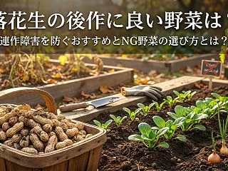 落花生の後作に良い野菜は？連作障害を防ぐ…