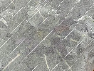 ブロッコリー 花蕾