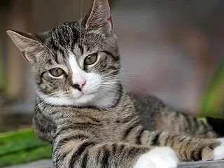 お水取りの効果4
