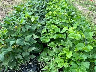 オセロ小豆栽培⑥♪