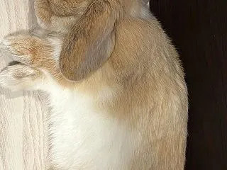 近況と毛深い孫と。
