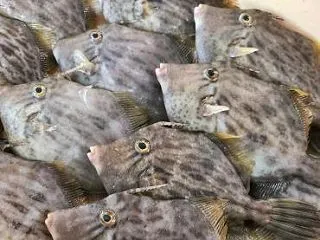 マルハギ