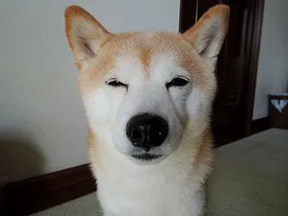 小夏劇団が！！の思ひででちゅ