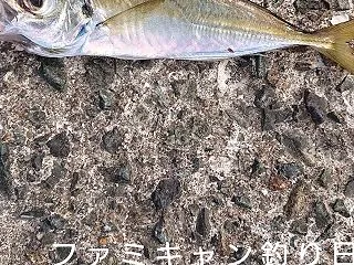 泳がせ釣りに行ってきました｜アジの確保に…