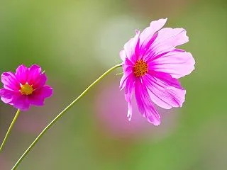 コスモスの花3