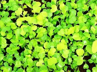 私の光マイクロバブル入浴研究Ⅲ(115)…