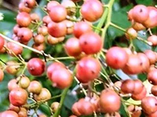 今日の記念日