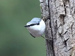 冬近し 隠した糧を 移し替え？
