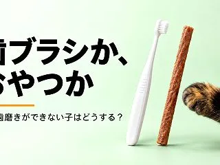 猫の歯磨きができない子はどうする？【うち…