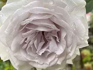 雨の庭 今年は秋バラがいい感じ
