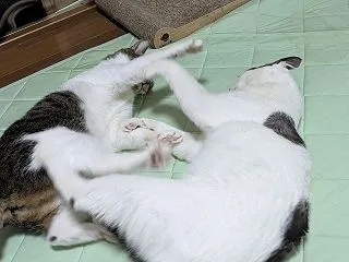 ケンカすんなー！